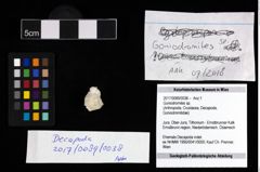 Foto (Objekt + Etikett) von Goniodromites sp.  (NHMW-GEO-2017-0089-0038)